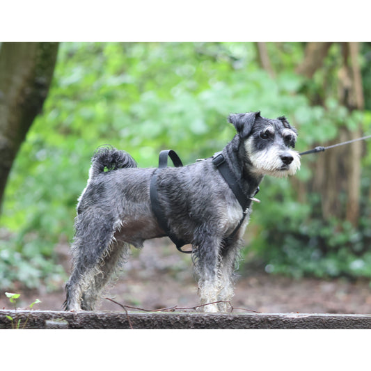Mini Waterproof Harness - Pure Dog K9