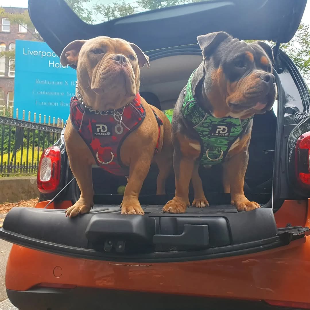 Comfort Harness Green Camo