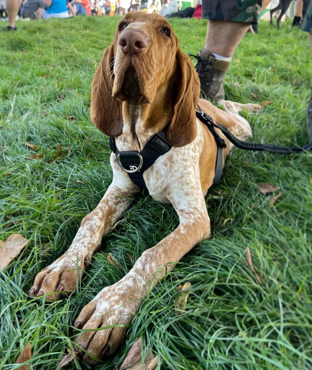 Waterproof Harness