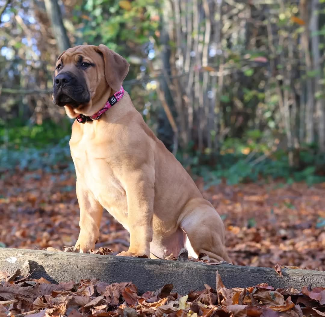 2.5cm Tactical Collar Pink Camo