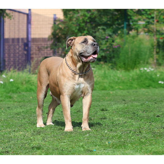 4.0mm Chain Collar - Pure Dog K9