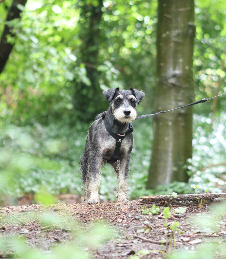 Small Breed/Puppy Range