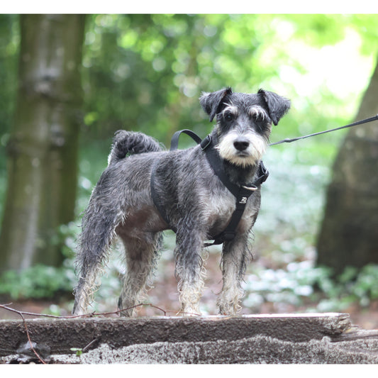 Mini Waterproof Harness