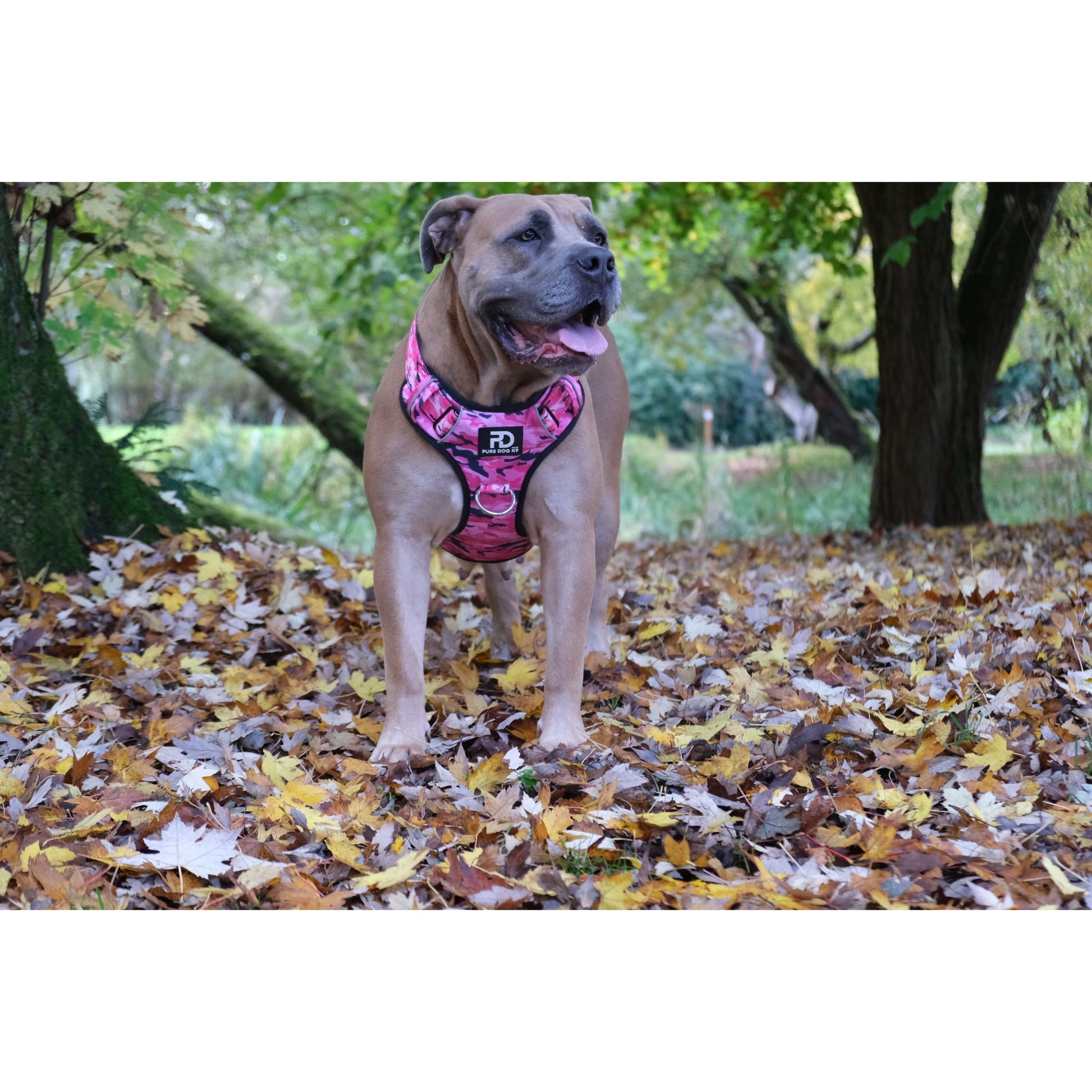 Pure Dog K9 High Quality Dog Harness - Main Image